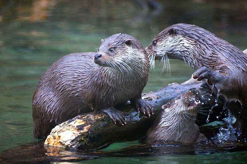 Does The Eerd River Have A Lot Of Different Animals Living In It?