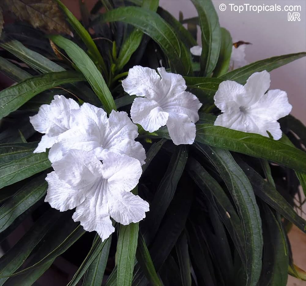 1. Ruellia Simplex (Mexican Petunia)