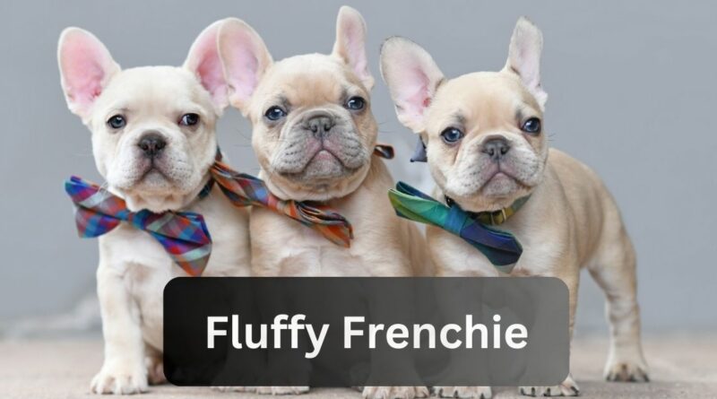 Fluffy Frenchie – Your Ultimate Guide To The Irresistible World Of Fluffy French Bulldogs!