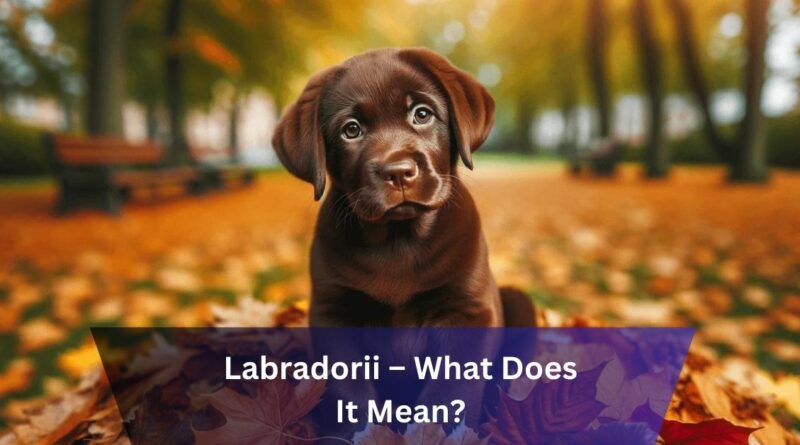 Labradorii – What Does It Mean?